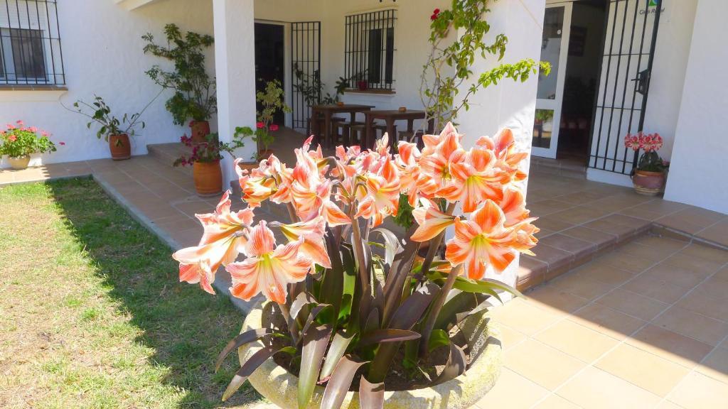 Hotel Casa Fina - Adults Recommended Conil De La Frontera Exteriör bild
